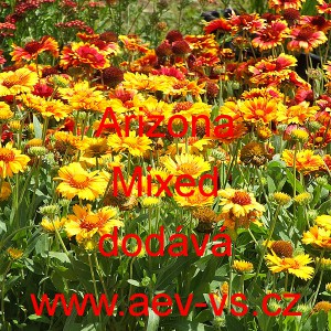 Kokarda zkř&iacute;žen&aacute; Arizona Mixed