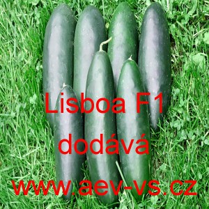 Okurka set&aacute; sal&aacute;tov&aacute; hybridn&iacute; partenokarpick&aacute; Lisboa F1