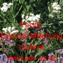 Limonka chobotnat&aacute; statice Pacific Exklusiv Mix