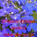 Lobelka drobn&aacute; Emperor William