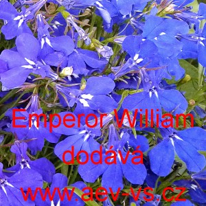 Lobelka drobn&aacute; Emperor William