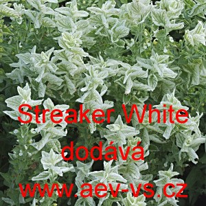 &Scaron;alvěj zahradn&iacute;, pestr&aacute;, tř&iacute;barevn&aacute; Streaker White