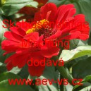 Ost&aacute;lka sličn&aacute;, lep&aacute; Skabiosenbl&uuml;tige Mischung