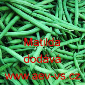 Fazol tyčkov&yacute; zelenolusk&yacute; Matilda