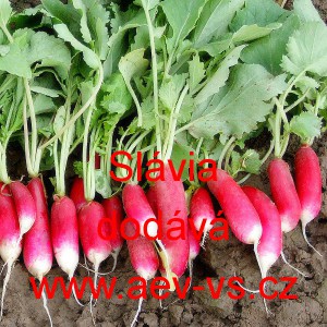 Ředkvička Sl&aacute;via