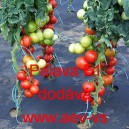 Rajče tyčkov&eacute; hybridn&iacute; Palava F1