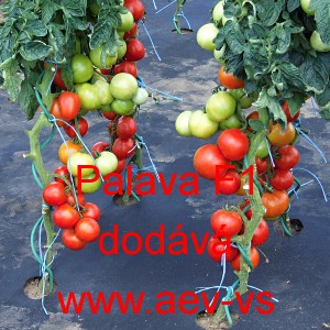 Rajče tyčkov&eacute; hybridn&iacute; Palava F1