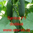 Okurka set&aacute; sal&aacute;tov&aacute; hybridn&iacute; "hadovka" do sklen&iacute;ku Santos F1