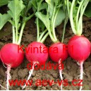 Ředkvička hybridn&iacute; Kvintara F1