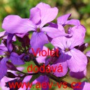Měs&iacute;čnice ročn&iacute; Violet