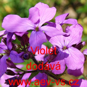 Měs&iacute;čnice ročn&iacute; Violet