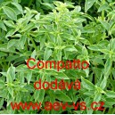 Bazalka prav&aacute; vonn&aacute; Compatto