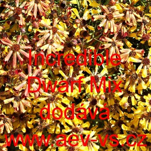 Kr&aacute;snoočko zkř&iacute;žen&eacute; Incredible Dwarf Mix