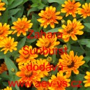 Ost&aacute;lka marylandsk&aacute; Zahara Sunburst