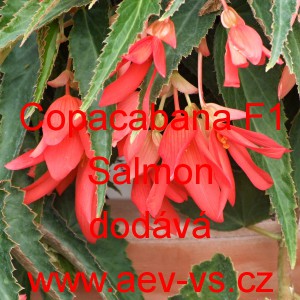 Kysala bolivijsk&aacute; převisl&aacute; Copacabana F1 Salmon