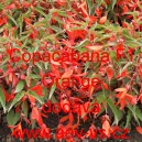 Kysala bolivijsk&aacute; převisl&aacute; Copacabana F1 Orange