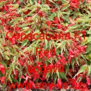 Kysala bolivijsk&aacute; převisl&aacute; Copacabana F1 Red