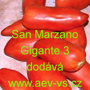 Rajče tyčkov&eacute; San Marzano Gigante 3
