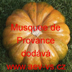 Tykev mu&scaron;k&aacute;tov&aacute; Muscade de Provence