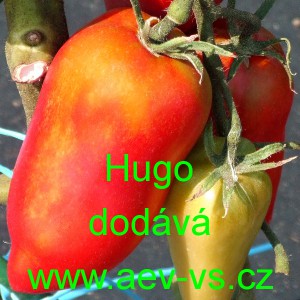 Rajče tyčkov&eacute; Hugo