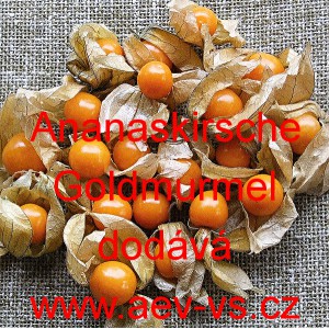Mochyně oj&iacute;něn&aacute; Ananaskirsche Goldmurmel