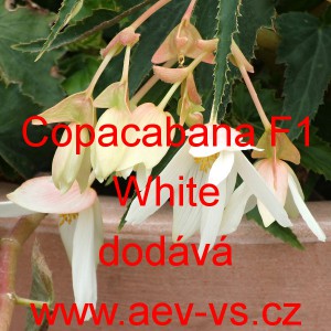 Kysala bolivijsk&aacute; převisl&aacute; Copacabana F1 White 