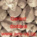 Řepa cukrov&aacute; cukrovka Gellert