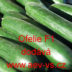 Okurka "hadovka" do sklen&iacute;ku Ofelie F1