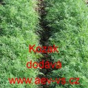 Kopr vonn&yacute; Kozak