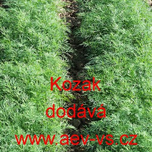 Kopr vonn&yacute; Kozak