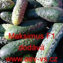 Okurka set&aacute; nakl&aacute;dačka hybridn&iacute; Maksimus F1