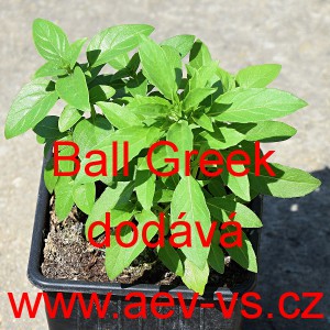 Bazalka prav&aacute; vonn&aacute;, řeck&aacute; Ball Greek 