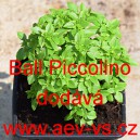 Bazalka prav&aacute; vonn&aacute; Ball Piccolino