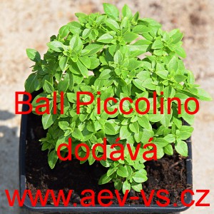 Bazalka prav&aacute; vonn&aacute; Ball Piccolino
