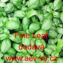 Bazalka prav&aacute; vonn&aacute; Fine Leaf