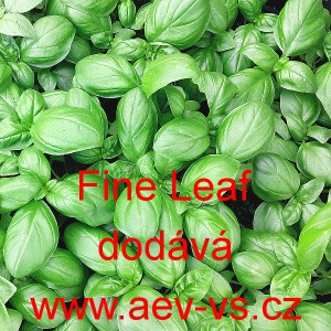 Bazalka prav&aacute; vonn&aacute; Fine Leaf