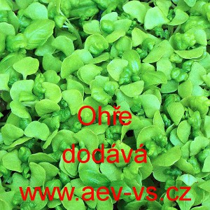 Bazalka prav&aacute; vonn&aacute; Ohře