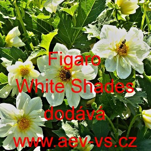 Jiřinka proměnliv&aacute; Figaro White Shades