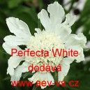 Hlav&aacute;č kavkazsk&yacute; Perfecta White