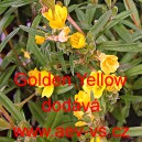 Pupalka siv&aacute; Golden Yellow