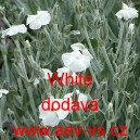 Kohoutek věncov&yacute; White