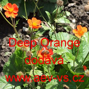 Kukl&iacute;k &scaron;arlatov&yacute; Deep Orange