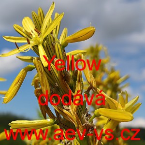 Asfodelka žlut&aacute;, kop&iacute;čko žlut&eacute; Yellow