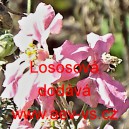 Ostrožka stračka Lososov&aacute;