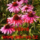 Třapatka nachov&aacute; Purple Red