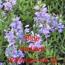 Rozrazil klasnat&yacute; Blue