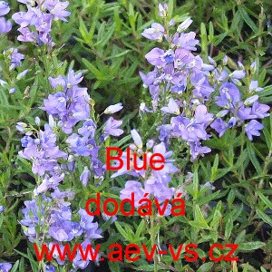 Rozrazil klasnat&yacute; Blue