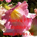 Pet&uacute;nie mnohokvět&aacute; Alenka F1