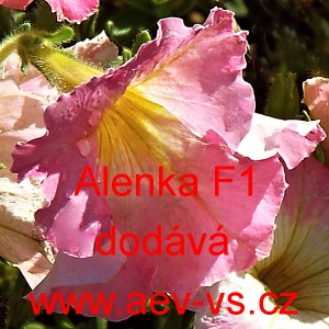 Pet&uacute;nie mnohokvět&aacute; Alenka F1