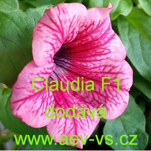 Pet&uacute;nie mnohokvět&aacute; Claudia F1